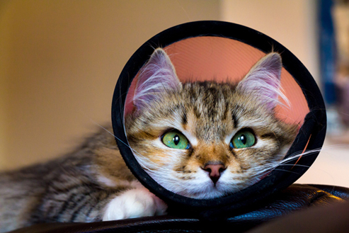 Cat with a cone